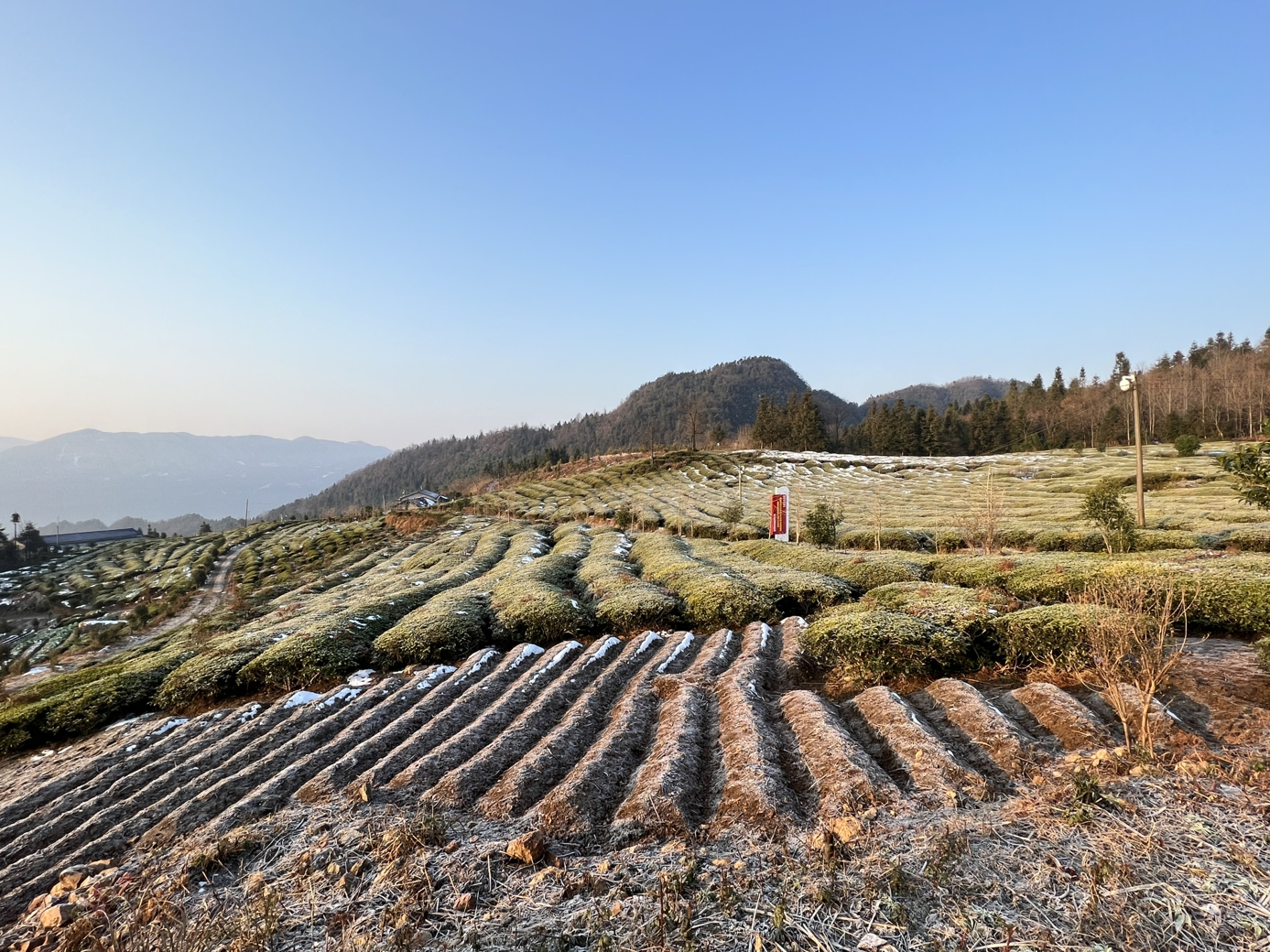 茶叶基地