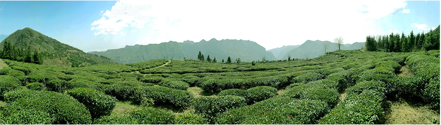 张家界林丰茶叶开发有限公司,张家界茶叶开发,茶叶种植,桑植白茶加工,帅湘红销售 张家界林丰茶叶开发有限公司,张家界茶叶开发,茶叶种植,桑植白茶加工,帅湘红销售