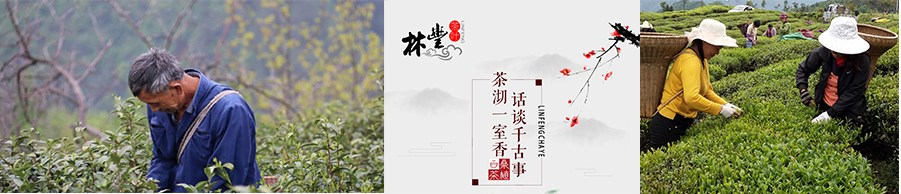 张家界林丰茶叶开发有限公司,张家界茶叶开发,茶叶种植,桑植白茶加工,帅湘红销售 张家界林丰茶叶开发有限公司,张家界茶叶开发,茶叶种植,桑植白茶加工,帅湘红销售